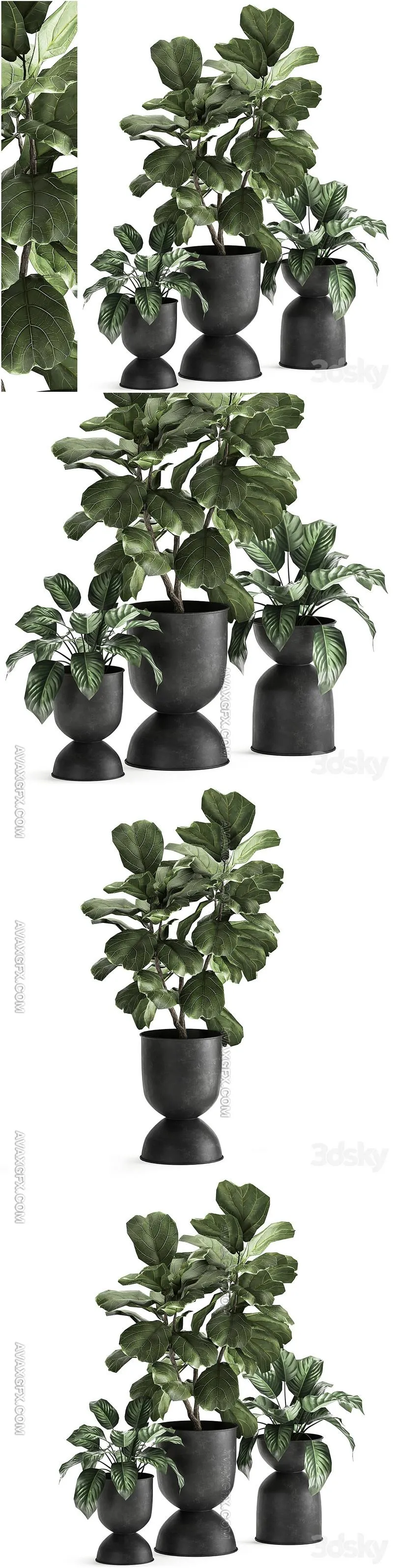 Plant collection 876. Ficus lirata, black flowerpot, loft, ornamental tree, small tree, metal flowerpot, pot, bush, Ficus lyrata - 3D Model