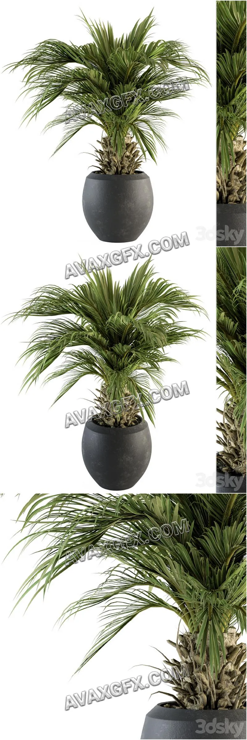 indoor Plant Set 133 - Palm Plant in Pot - 3D Model