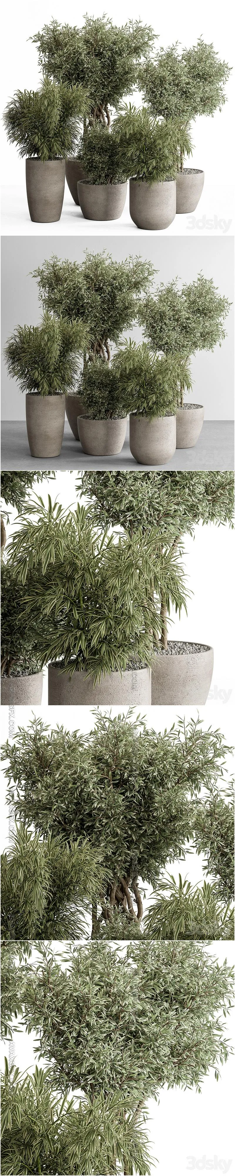 indoor Plant Set 417 - Tree and Bush - 3D Model