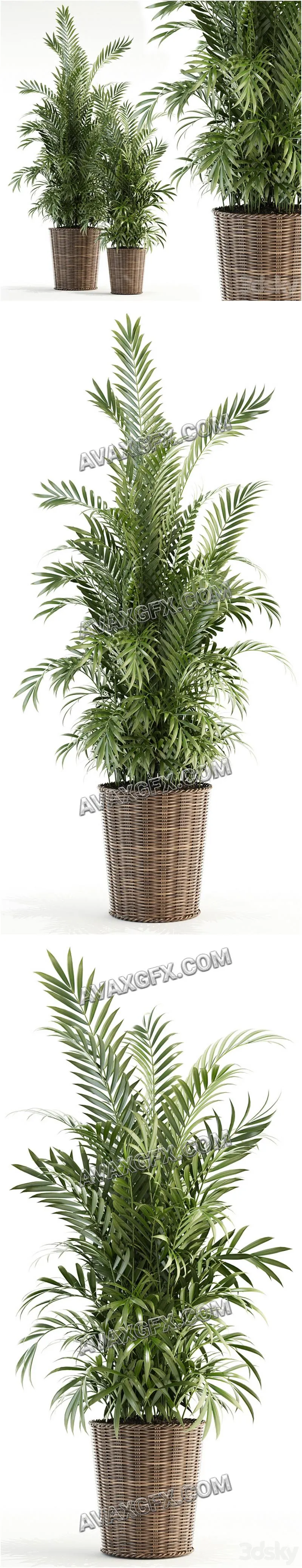 Plants collection 93 - 3D Model