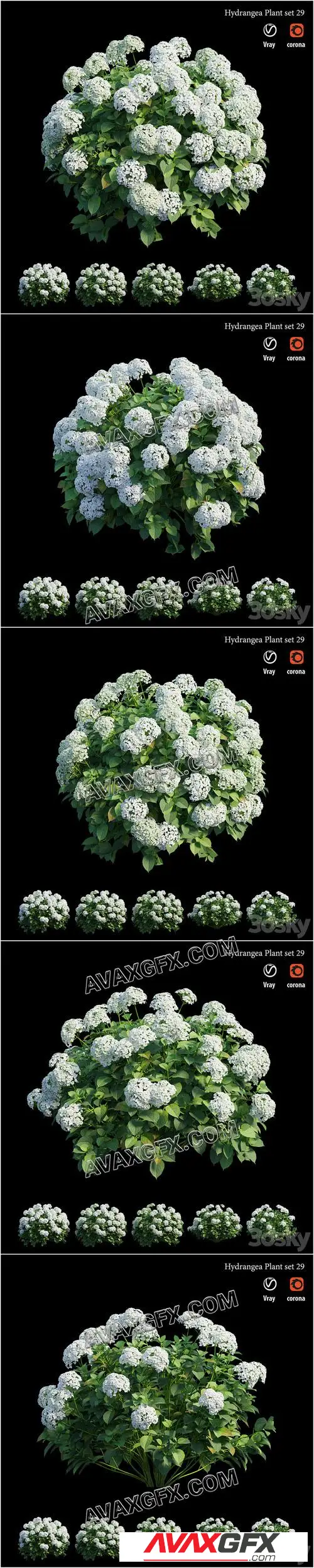 Hydrangea Plant set 29 - 3D Model