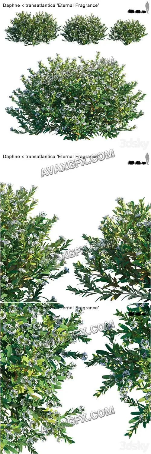 Daphne x transatlantica Eternal Fragrance - 3D Model