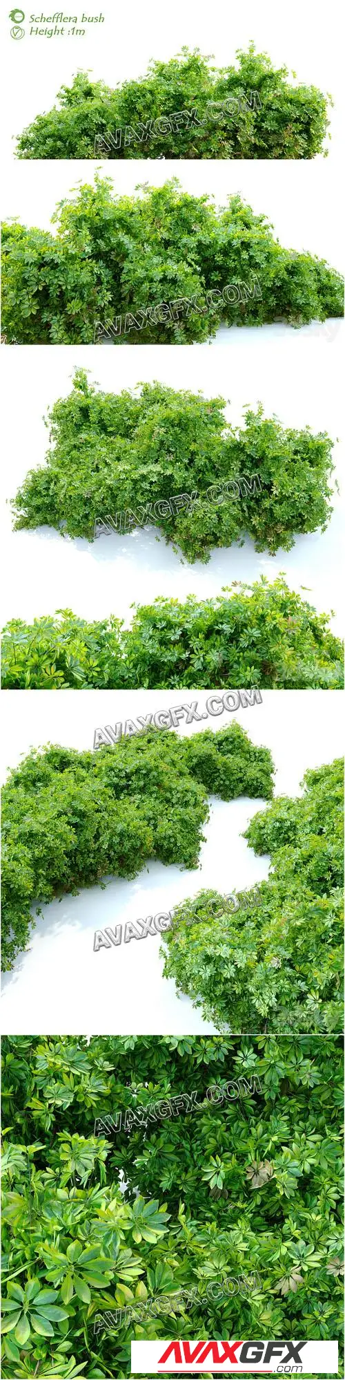 Schefflera bush - 3D Model