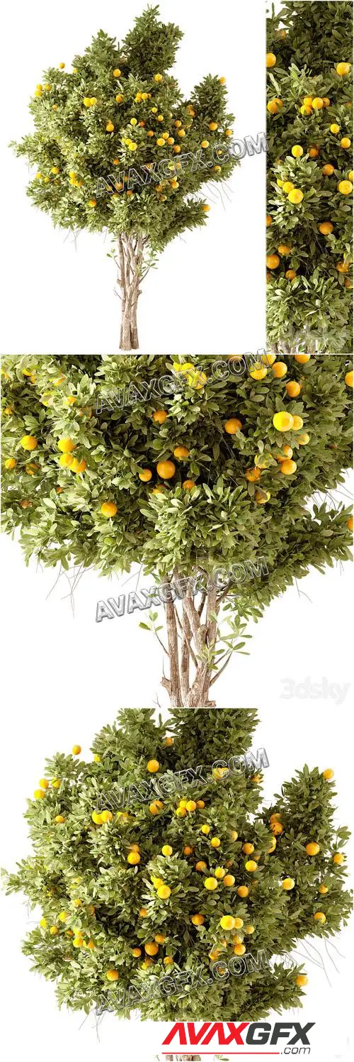 Orange Tree 01 - 3D Model