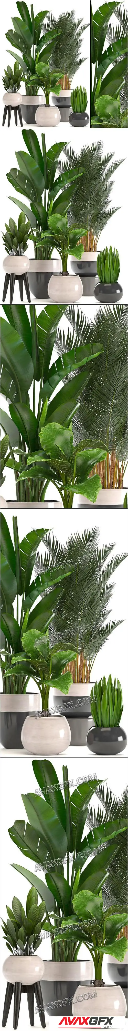 Collection of plants. strelitzia, banana, palm tree, hovea, alocasia, interior plants, scandinavian style, pot, flowerpot, luxury decor, strelitzia - 3D Model