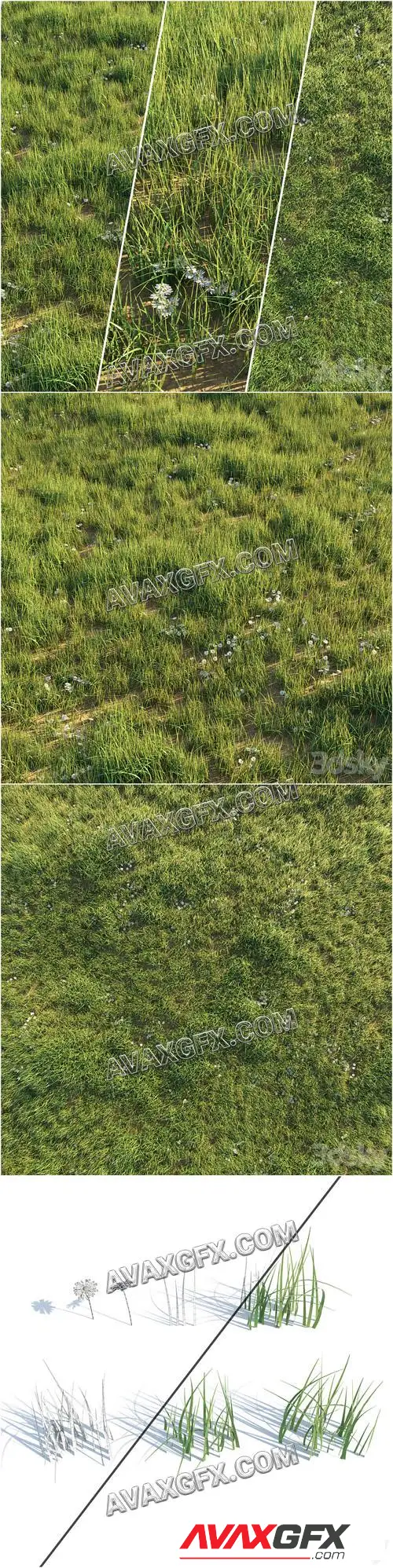 Uncut grass lawn - 3D Model