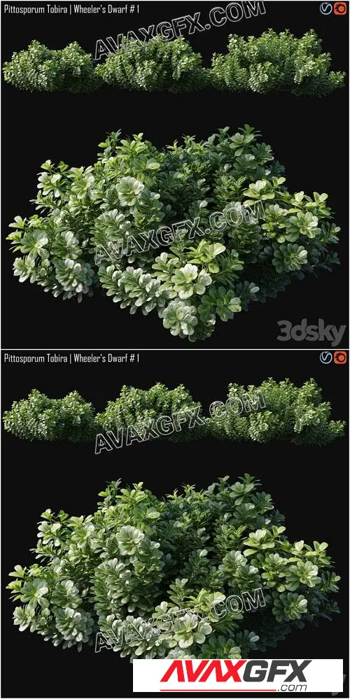 Pittosporum Tobira Wheeler's Dwarf # 1 - 3D Model
