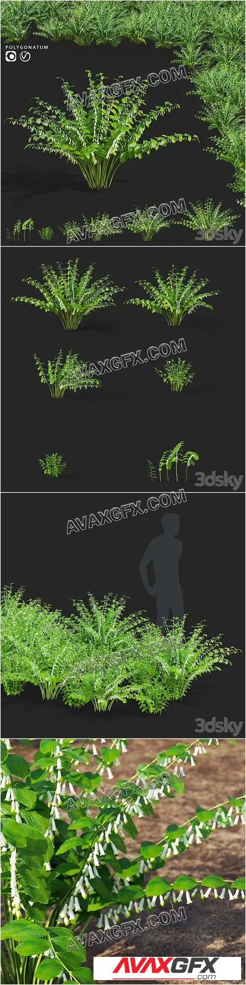 Kupena flowers Polygonatum - 3D Model