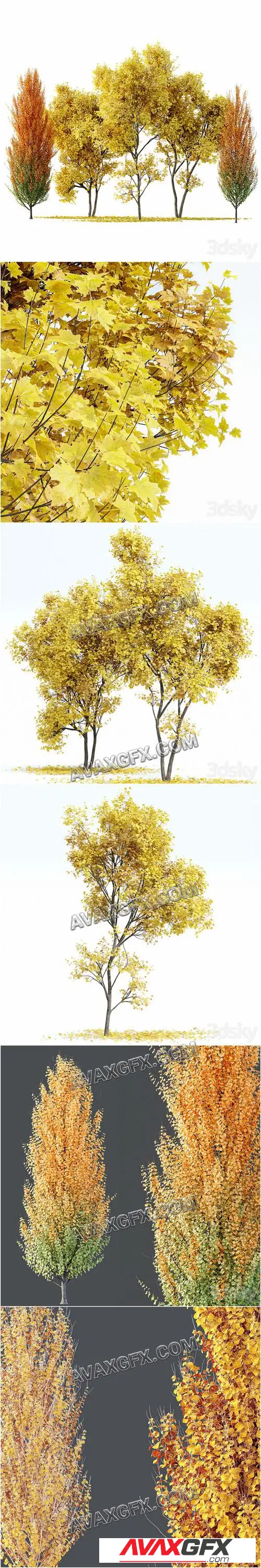 Maple Sapindaceae and Acer Saccharinum Fall trees - 3D Model