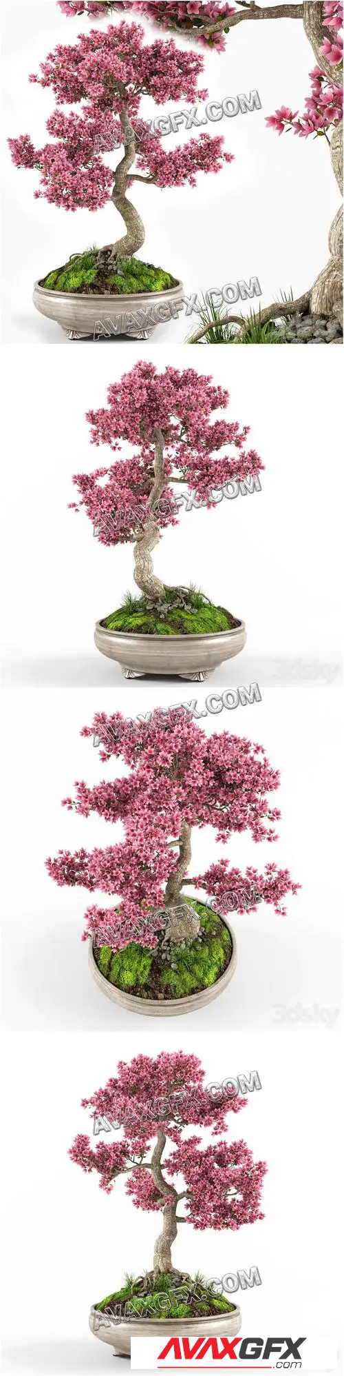 Sakura bonsai tree - 3D Model