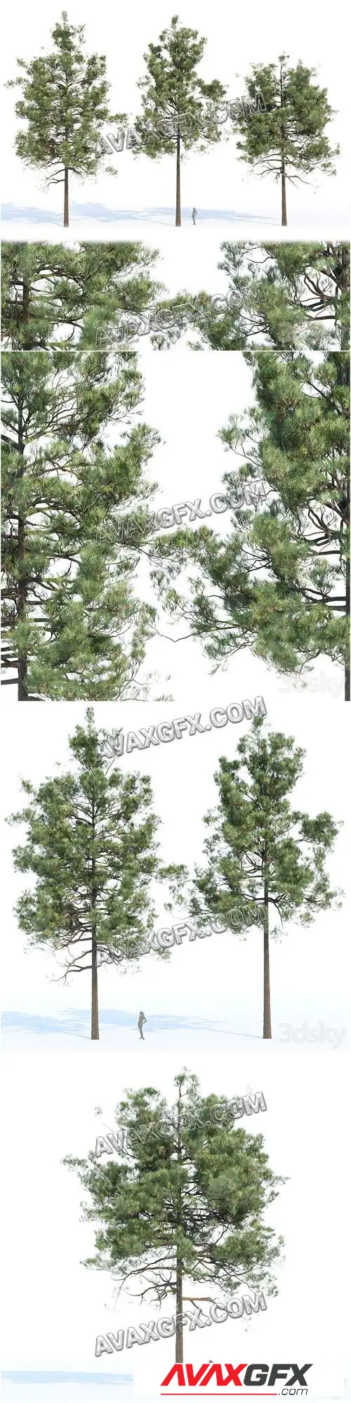 Pine trees collection vol 11 - 3D Model