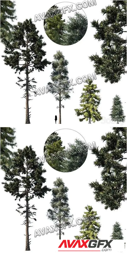 Coniferous tree set 1 - 3D Model